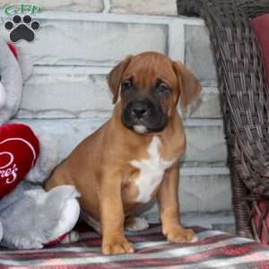 Bronco, Boxer Puppy